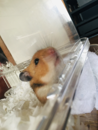 ハム吉