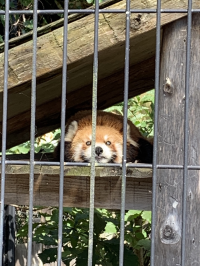 マキ