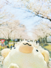 紅茶クッキー好き