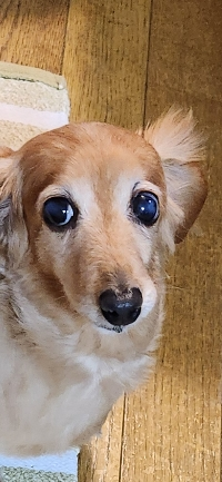 チャビ