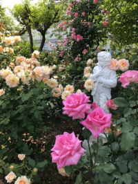 たんこぶ