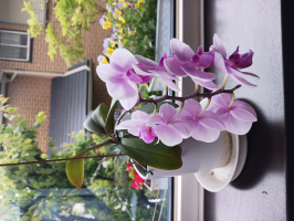 ,ゆっこ