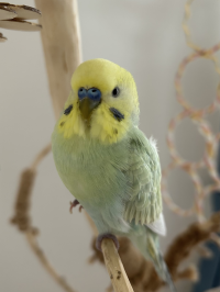 れのち