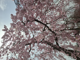 シロ