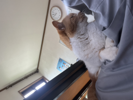 にゃんちゃん