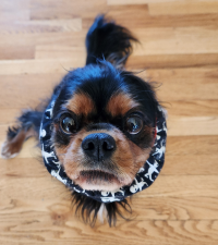 Frankie