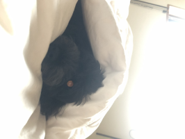 よう