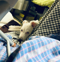 くー