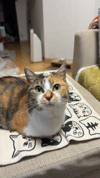 シャア様