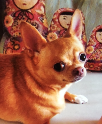 tomoo