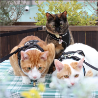 3ニャンズのママ