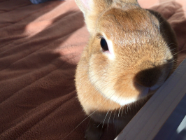 うさっち
