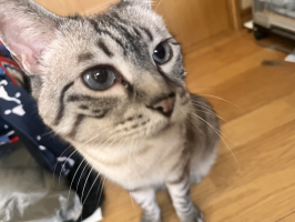 みみ
