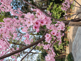 ちえぽん