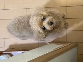 モコちゃん