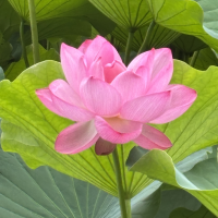 みことん