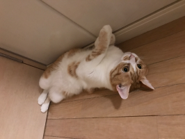ふくまめ