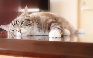 こねこ