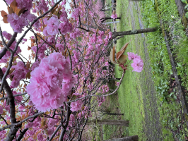 さくら