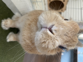 もりふか