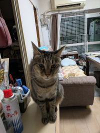 酒淳