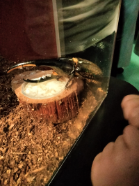 はる