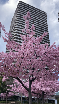 sakura