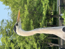 マエカワ