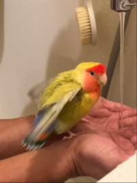 ちぃmahalo