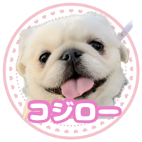 ペキニーズのコジローの飼い主