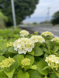 ぺっぺ