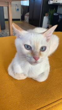 フット
