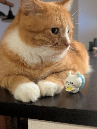 だんもち