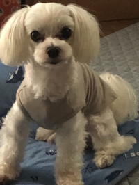 ワンワン