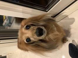 こすぎちゃん
