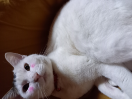 はなこ
