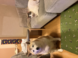 きなこもち