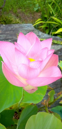はな
