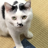 つぶて