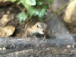 はなぐろカナミ