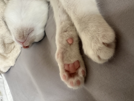 OTO