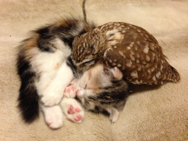 マツス