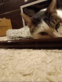 ポールの母