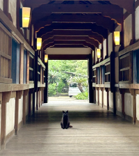 かも