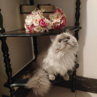 Lucia