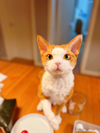 Lala