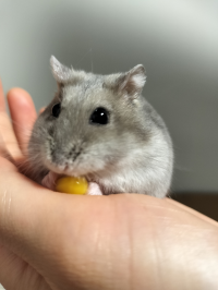 胡麻せんべぃ
