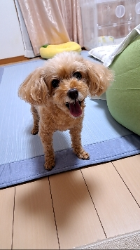 エルリン