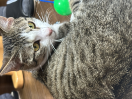 あきママ