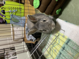 ミワ